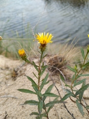 Pentanema sabuletorum