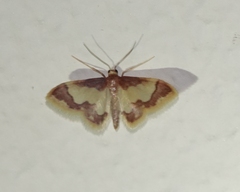 Idaea basinta