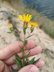 Pentanema sabuletorum