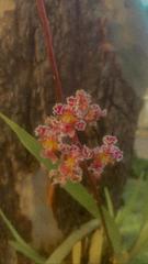 Trichocentrum oerstedii