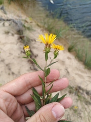 Pentanema sabuletorum
