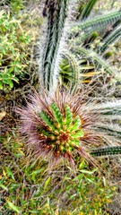 Borzicactus sepium
