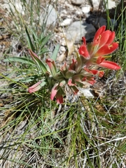 Castilleja rigida