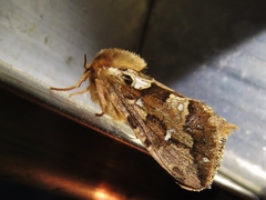 Korscheltellus fusconebulosa