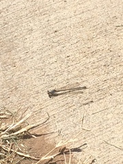 Argia immunda