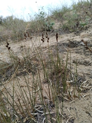 Carex colchica