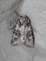 Lacinipolia strigicollis