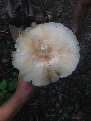 Megacollybia