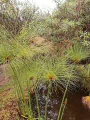 Cyperus papyrus