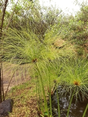Cyperus papyrus