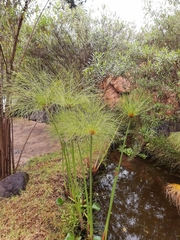 Cyperus papyrus