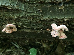Phlebia incarnata image