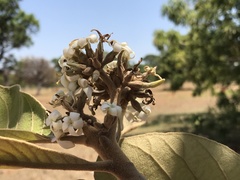 Aspidosperma