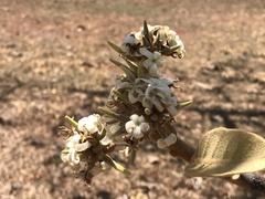 Aspidosperma