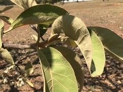 Aspidosperma
