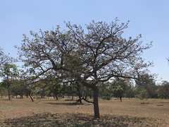 Aspidosperma