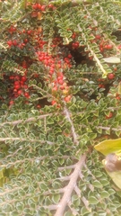 Cotoneaster horizontalis