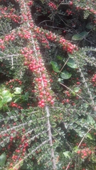 Cotoneaster horizontalis
