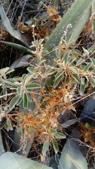Cuscuta stenolepis