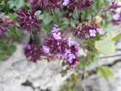 Thymus praecox polytrichus
