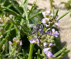 Megachile leachella