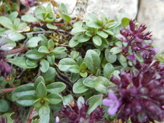 Thymus praecox polytrichus