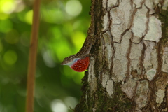Anolis charlesmyersi