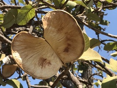 Aspidosperma macrocarpon