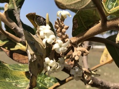 Aspidosperma macrocarpon