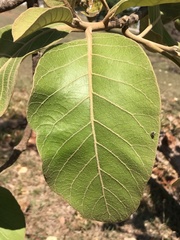 Aspidosperma macrocarpon