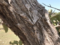 Aspidosperma macrocarpon