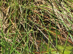 Cyperus laevigatus