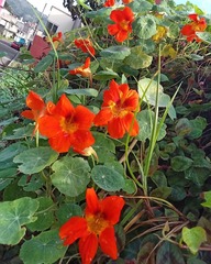 Tropaeolum majus