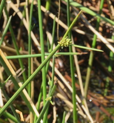 Cyperus laevigatus