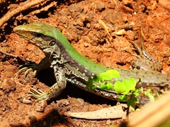 Ameiva