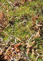 Triglochin milnei