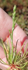 Triglochin milnei