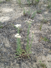 Erigeron acris podolicus