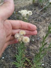 Erigeron acris podolicus