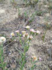 Erigeron acris podolicus
