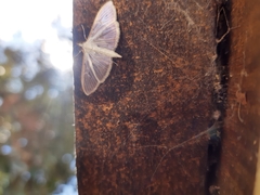 Palpita vitrealis