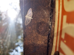 Palpita vitrealis