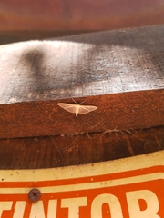 Palpita vitrealis
