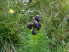Aconitum tauricum