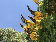 Cenostigma pluviosum
