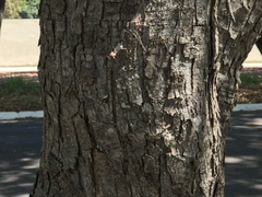 Cenostigma pluviosum