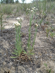 Erigeron acris podolicus