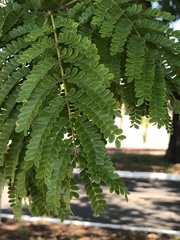 Cenostigma pluviosum