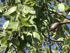 Hymenaea stigonocarpa