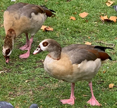 Alopochen aegyptiaca